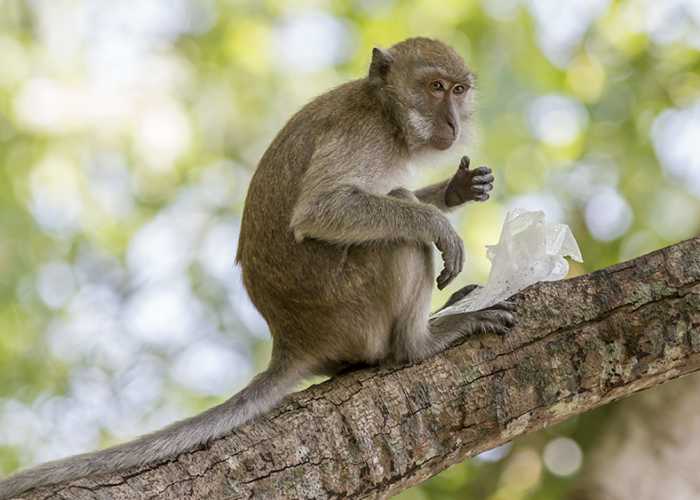 Varíola dos macacos